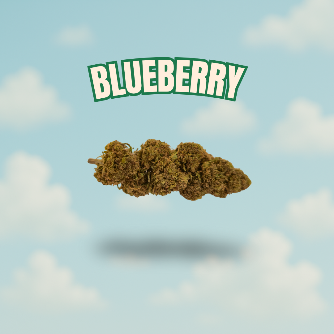 Blueberry – Fleur CBD 10 %