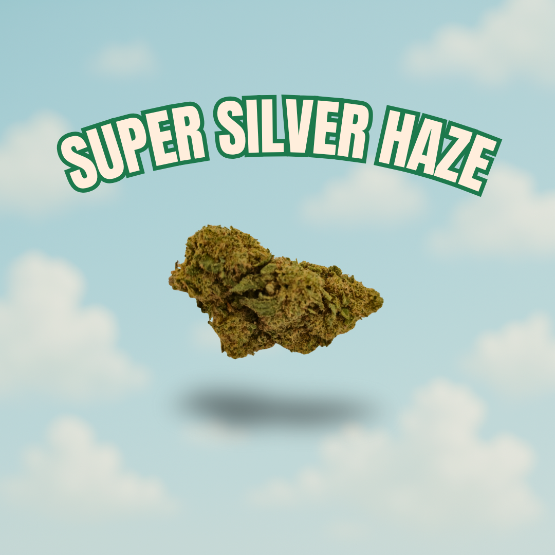 Super Silver Haze – CBD 8 %