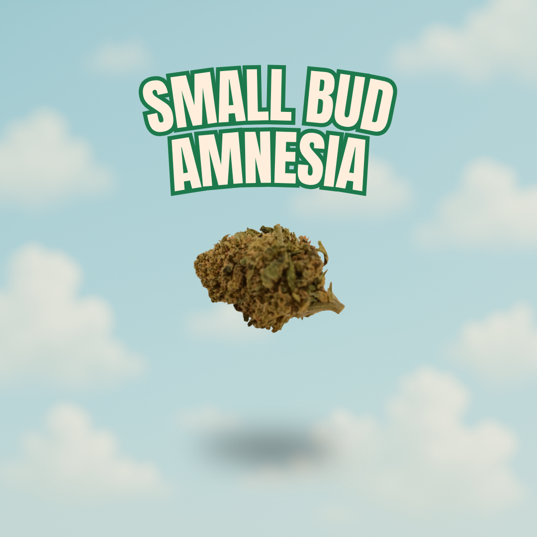 Small Bud Amnesia – CBD 10%